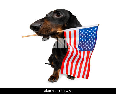 Chien teckel saucisse qui agitait un drapeau d'usa et de la victoire ou de la paix le jour de l'indépendance des doigts 4 juillet avec des lunettes Banque D'Images
