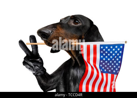 Chien teckel saucisse qui agitait un drapeau d'usa et de la victoire ou de la paix le jour de l'indépendance des doigts 4 juillet avec des lunettes Banque D'Images