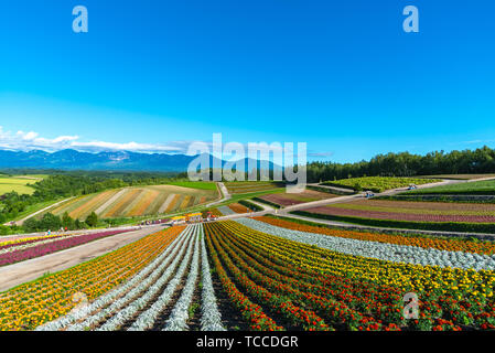 Vivid flowers streak pattern attracts visitors. Panoramic colorful flower field in Shikisai-no-oka,  a very popular spot for sightseeing in Biei Town, Banque D'Images