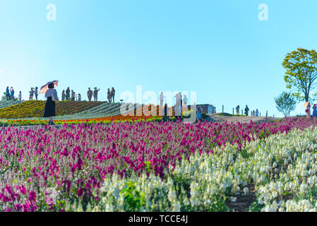 Montagne, arbres et fleurs tulipes champ avec ciel bleu clair le fond en journée ensoleillée, un gros plan de tapis de fleurs colorées. Banque D'Images