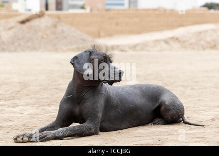 Chien sans poils péruvienne à Huaca Pucllana, pré Columbian, pré inca, temple pyramide, tombeau et centre administratif, en forme de grenouille, Adobe, et museum Banque D'Images