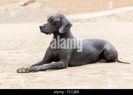 Chien sans poils péruvienne à Huaca Pucllana, pré Columbian, pré inca, temple pyramide, tombeau et centre administratif, en forme de grenouille, Adobe, et museum Banque D'Images