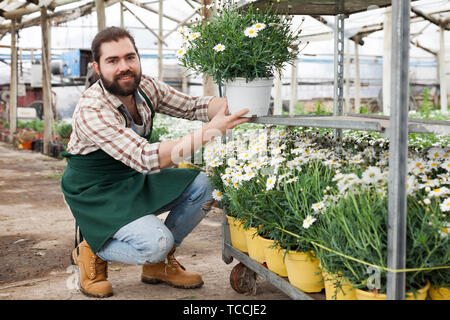 Portrait d'homme engagé dans l'entreprise hothouse travaillant avec des marguerites africaines dans des pots Banque D'Images