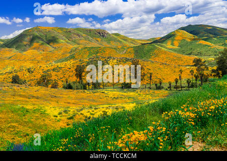 Coquelicots de Californie dans Walker Canyon, Lake Elsinore, Superbloom de 2019, Riverside, Californie, USA. Banque D'Images