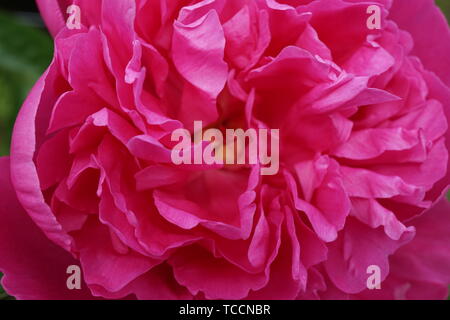 Les Pivoines rose épanouie pleinement en vue rapprochée Banque D'Images