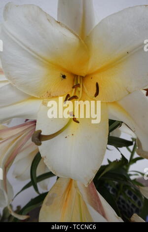 Lily blanc et jaune en été, close-up Banque D'Images