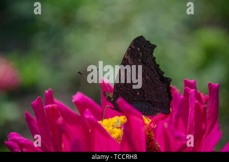 Papillon paon européen couleur Inachis IO, io est assis sur un Aglais magenta Zinnia fleur avec ailes fermées, l'arrière-plan flou. close up, macro Banque D'Images