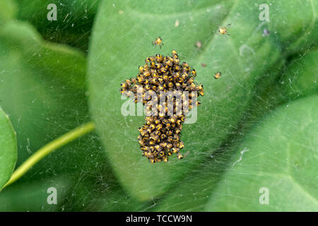 Photo macro d'araignées de jardin européennes de bébé dans une toile de balle de pépinière, Vancouver, C.-B., Canada Banque D'Images