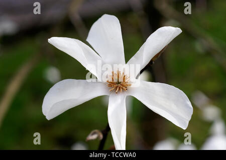 Libre d'une fleur de magnolia blanc au printemps, Vancouver, BC, Canada Banque D'Images