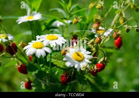 Branches de fraise mûre, rouge, blanc les marguerites et les feuilles de menthe dans un verre d'eau sur un moignon de bois dans le contexte de l'herbe verte Banque D'Images