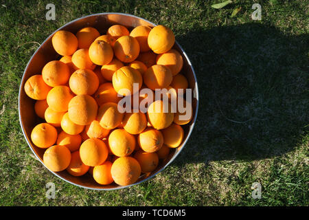 Les oranges de métal galvanisé à remous Banque D'Images