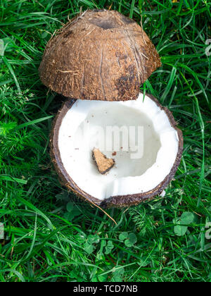 Noix de coco hachée : moitiés de noix de coco en forme de cœur à partir de l'écorce sur une herbe, vue du dessus Banque D'Images