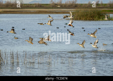 Grand troupeau de canards taking flight Banque D'Images