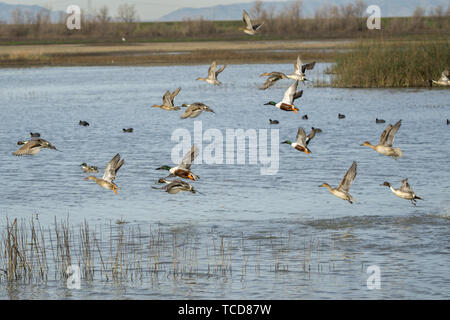 Grand troupeau de canards taking flight Banque D'Images