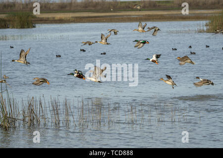 Troupeau de canards taking flight Banque D'Images
