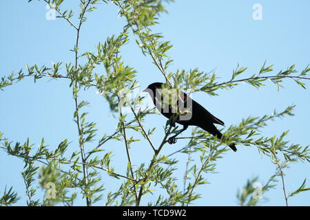 Red Wing blackbird perché derrière ses frondaisons Banque D'Images