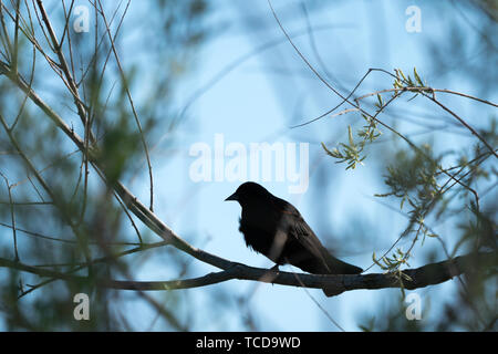 Red Wing blackbird perché derrière ses frondaisons Banque D'Images