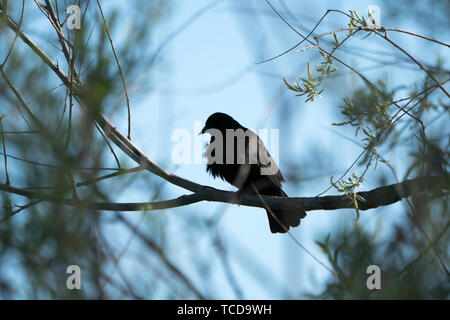 Red Wing blackbird perché derrière ses frondaisons Banque D'Images