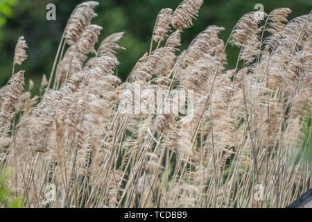 Tall grass Pampus fleurit dans le vent. Banque D'Images