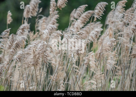 Tall grass Pampus fleurit dans le vent. Banque D'Images