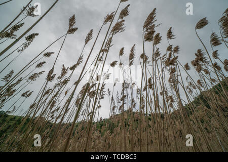 Tall grass Pampus fleurit dans le vent. Banque D'Images