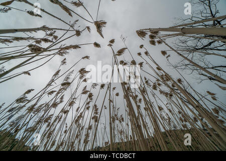 Tall grass Pampus fleurit dans le vent. Banque D'Images