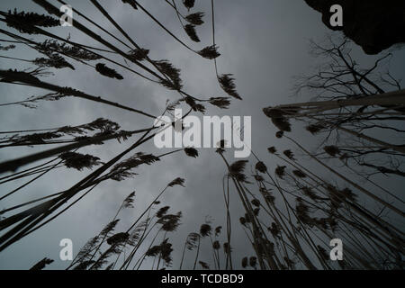 Tall grass Pampus fleurit dans le vent. Banque D'Images