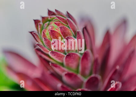 Macro photo de succulentes sempervivum rouge sur une journée ensoleillée Banque D'Images