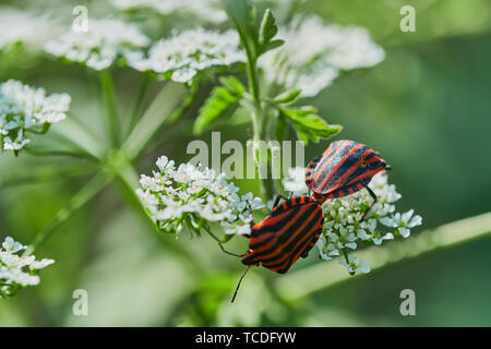 Deux bugs à rayures italiennes sont l'accouplement sur une fleur cerfeuil sauvage Banque D'Images