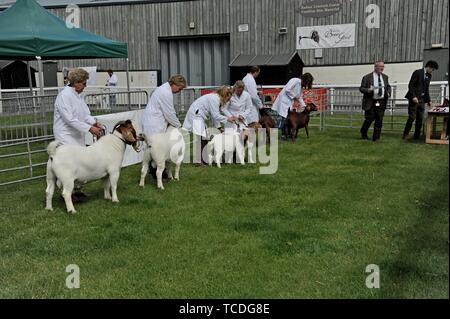 Chèvres boer étant jugé pour le meilleur de la race au Royal Welsh festival de printemps Banque D'Images