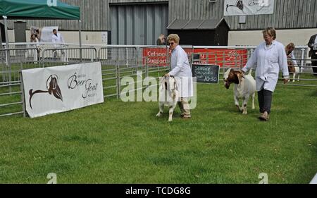 Chèvres boer étant jugé pour le meilleur de la race au Royal Welsh festival de printemps Banque D'Images