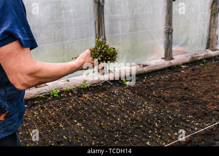 Planter des fleurs et arbustes dans la serre. Une femme dans la main courante les tiges des plantes et choisit un endroit pour planter les semis. Travaux de jardin. Banque D'Images