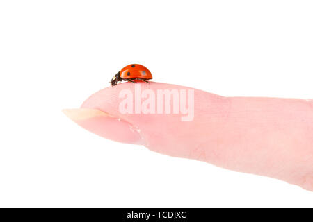 Coccinelle sur le doigt isolated on white Banque D'Images