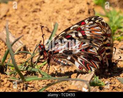 A Southern Festoon (Zerynthia polyxena) butterfly repose au sol (Cres, Croatie) Banque D'Images