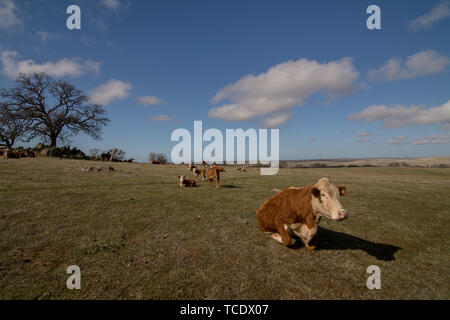 Troupeau de vaches couché et reposant sur pré vert sur ferme en journée ensoleillée Banque D'Images