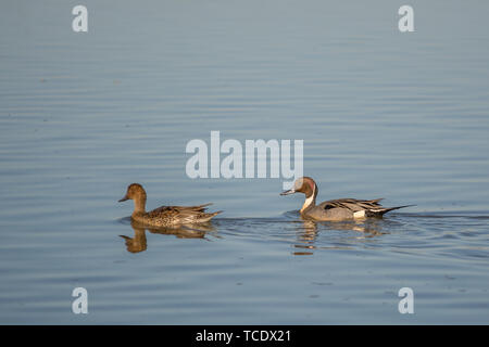 Vue latérale des deux canards nageant dans l'eau d'étang claire Banque D'Images