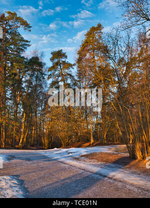 Route glacée par parc Haga Hagaparken au lever du soleil, Solna, Stockholm, Suède, Scandinavie Banque D'Images