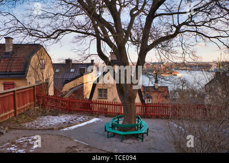 Coin autour de tronc d'un érable arbre géant, Anna Lindhagen's Park, Stigberget, Södermalm, à Stockholm, Suède, Scandinavie Banque D'Images