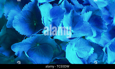 Hortensia bleu Hortensia ou Hydrangea macrophylla fleur fleur qui s'épanouit dans un parc et jardin. Belles fleurs hortensia de bush. Mise à plat, vue du dessus Banque D'Images