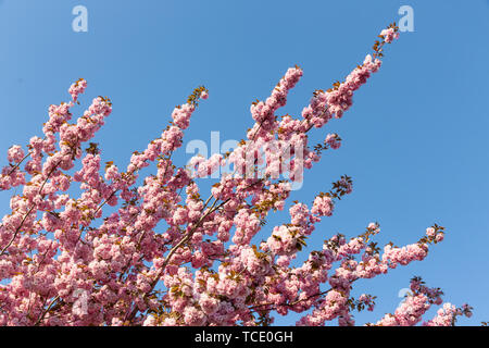 Fleurs de cerisier et de fleurs roses sur fond de ciel bleu Banque D'Images