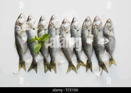 Frais de la mer Noire avec bluefish cube de glace sur fond blanc. Modèle de poisson. Vue de dessus. Banque D'Images