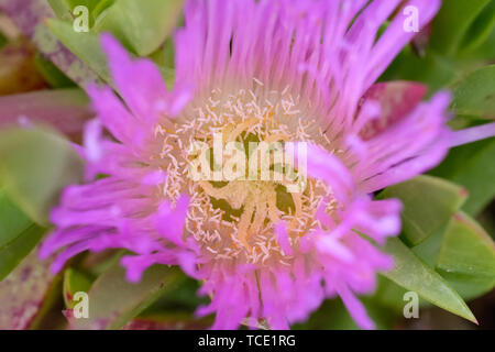 Une macro close up de l'appareil reproducteur des parties d'une fleur rose costal. se concentrer sur le pollen jaune. Feuilles vertes tout autour de la fleur. avec un plat peu profond de Banque D'Images