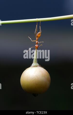 Ant sur une branche portant un berry, Indonésie Banque D'Images