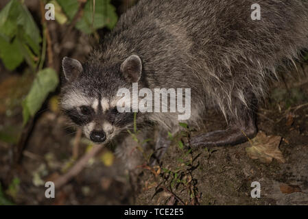 Le raton laveur dans la forêt sur une photo de journal humide portrait de nuit. Banque D'Images