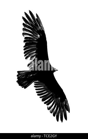 Urubu à ailes déployées planeur Banque D'Images