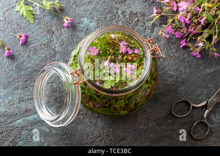 Préparation de teinture à l'alcool à base de plantes médicinales et Robert Plant Banque D'Images