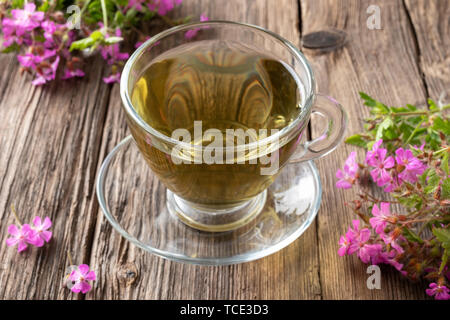 Une tasse de tisane avec des herbes en fleurs-Robert plant Banque D'Images