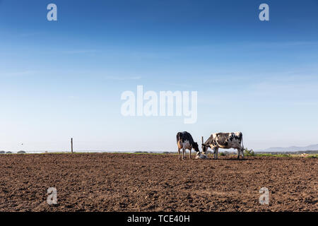 Les vaches de la race Holstein Friesian avec son nouveau-né. Banque D'Images