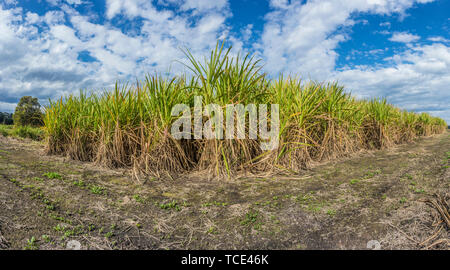 Production agricole de canne à sucre sur une plantation Banque D'Images