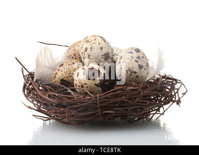 Oeufs de cailles au nid isolated on white Banque D'Images